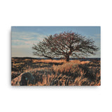 "Archipelago Savannah" Canvas