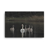 "Swan Teens" Canvas