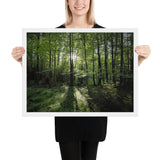 Framed "Fem Forest" Photograph