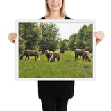 Framed "Harmony of Horses" Photograph