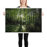 Framed "Fem Forest" Photograph